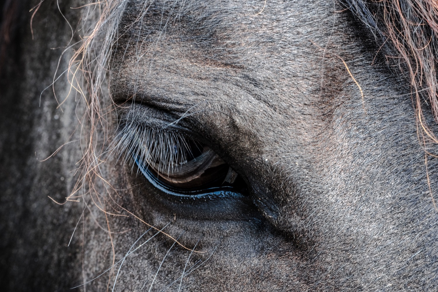 Puro Sangue: Delitti, cavalli e amori