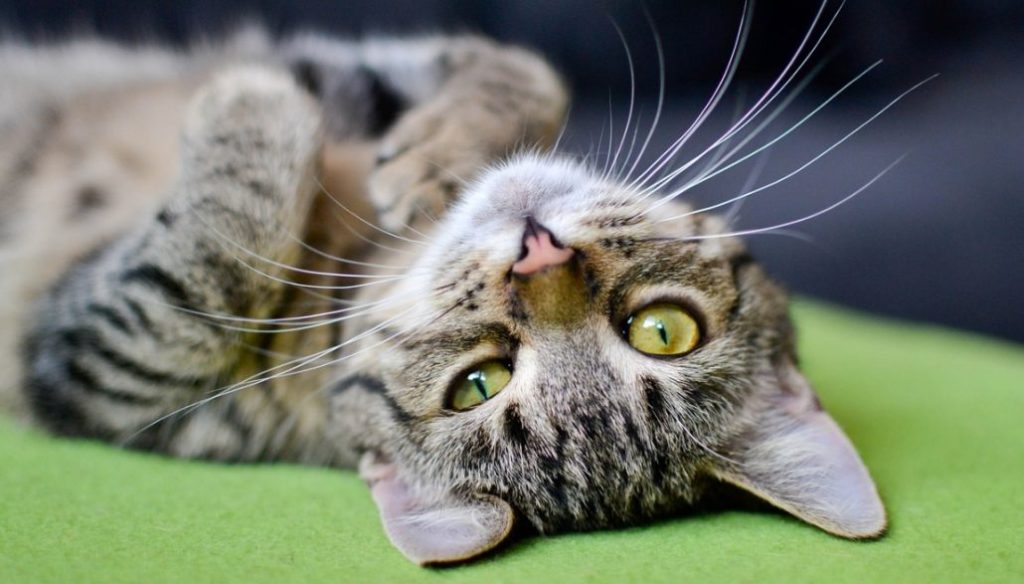 Gatti Spariti A San Martino La Tognazza Mistero Siena News Gatti Spariti A San Martino La Tognazza Mistero Siena News