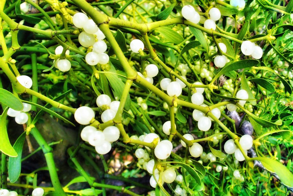 Le curiosità di Natale: il vischio. Una pianta sempre più rara e