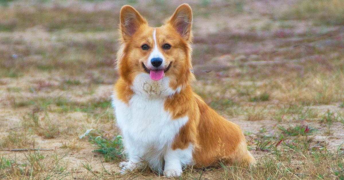 Animali Fantastici E I Pericoli Della Natura Siena News